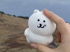 제주많은곰이제주도간다