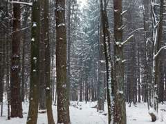 [골든 카무이 드림] 현대인 드림주가 골든 카무이 시대로 타임슬립 01