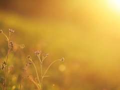 아루스 / 바니르 / 엘프