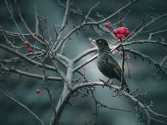 Sententia 카나리아 S. 윈터 22