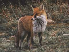 🚔경찰이 되고 싶은 여우