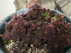 『28』 언젠가 제주도에 가면