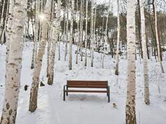 겨울 나무/이도은