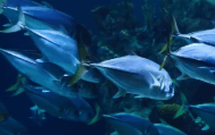 위선僞善을 휩쓸어갈 인연因緣이라 함은 결국…….