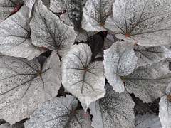 Rex Begonia