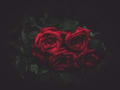 꽃은 움직이지 못 해요