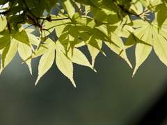 너구리씨는 돈을 좋아해