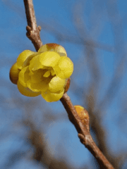 Carolina allspice_납매