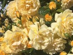 후회라는 이름 아래