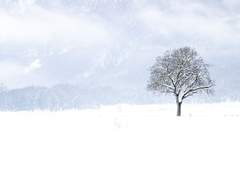 [아츠키타] 눈이 녹은 자리에