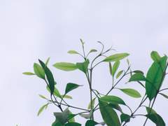 수백 년을 묵은 나무는