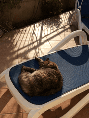 게을러야 하는 게으름뱅이