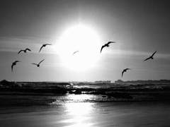 밀로 (milo) / 32 / XY or Genderless