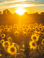 사랑을 노래하다