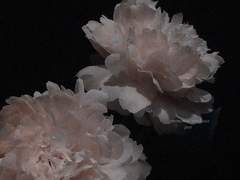 내 구세주인 형을