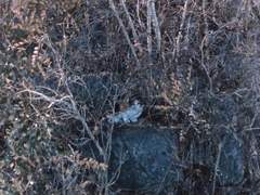 숨은 고양이 찾기