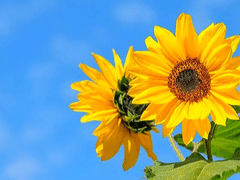 ✧가장 빛나는✧