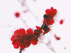 [화산귀환] 평소와는 조금 다른 날이었다.