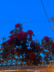 내가 죽으면 내 장례식엔 장미 꽃다발을 가져와줄래