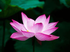 꼬리별의 마법사 34