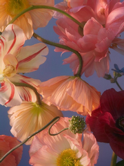 붉은 꽃 푸른 달