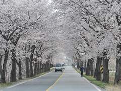 [단편-봄] 화려하지 않은 고백