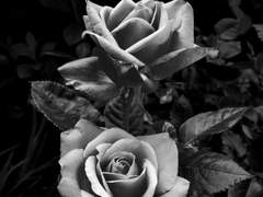 죽더라도 추하게 안 죽을거야