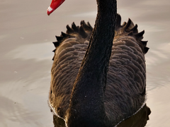 [블랙스완] Nyota 우주