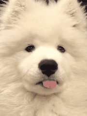 말 잘 듣는 남자