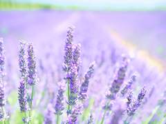 스테이티아의 성벽