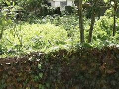 『32』 대문은 이종교배한다