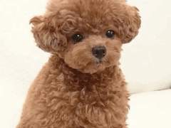 강아지때문에 비밀연애를 들켰어요