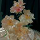 給不懂愛情的你