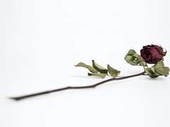 [흡툭죽/칸나기] Hurt