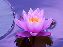 일렁거리는 수면의 거울