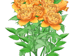 장미 꽃 송이 브러쉬