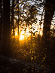 단편: 레벅 조각글&단편