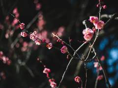 [당보청명] 매화검존 청명 친전