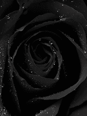 숭고한 자비 아래 태어난 피조물을 글로써 감히 표현 할 수 있기를.