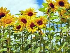 작은 그림자 하나