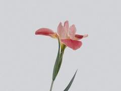 [ Vayryne B. Sweeny / Hufflepuff]