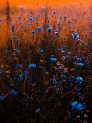 너를 좋아하지만