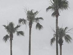 [채햄] 나의 소원은 너와 함께 죽는 것