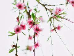 지저귀는 꽃의 소리