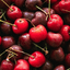 당도 높은 체리