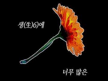 금잔화 한 송이,