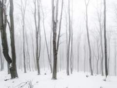 재보다 짙게 흰,