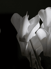 시클라멘 카논 옵시디언