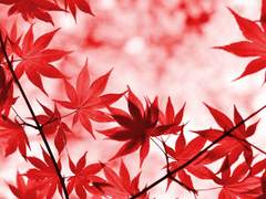 붉게 물든 꽃의 들판