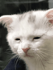 가이드 안 할래요